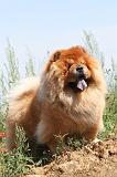 CHOW CHOW 159